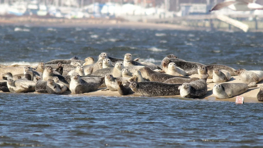3 mi. Sandy Hook Beach Seal n Meal Walk #2