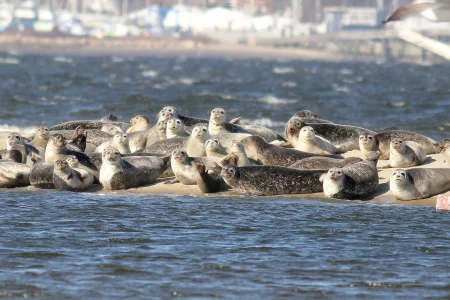 3 mi. Sandy Hook Beach Seal n Meal Walk #2