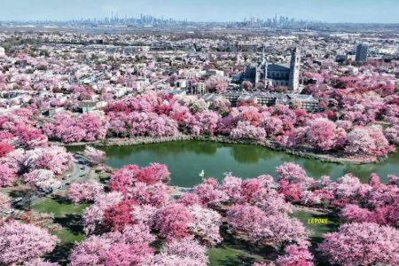Great 4+ mile Walk and Much More at Cherry Blossom Festival, Branchport Park, Newark by Train