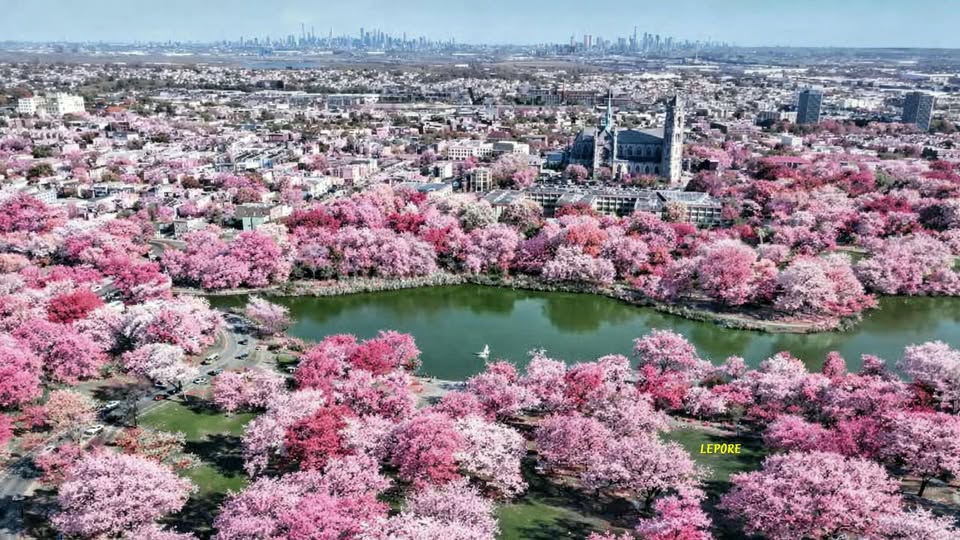 Great 4+ mile Walk and Much More at Cherry Blossom Festival, Branchport Park, Newark by Train